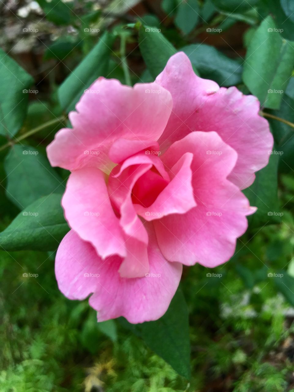 Pink Knockout Rose