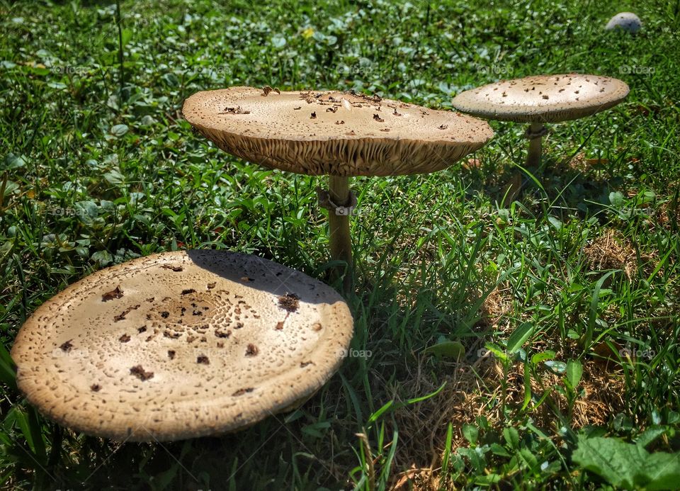 Three mushrooms in a field