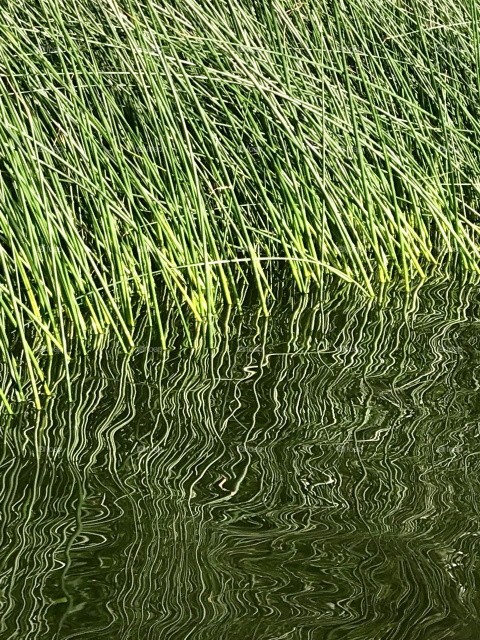 Water sea grass and reflections