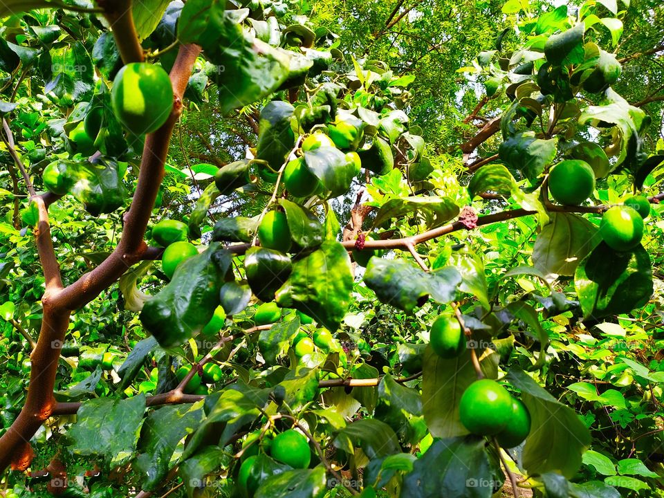 Apple Bor Fruits tree Sweet in Taste