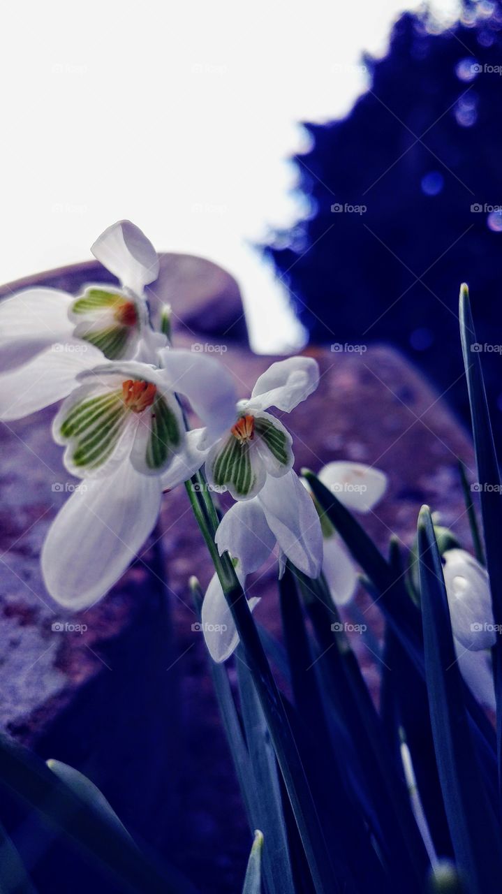 First flowers of spring