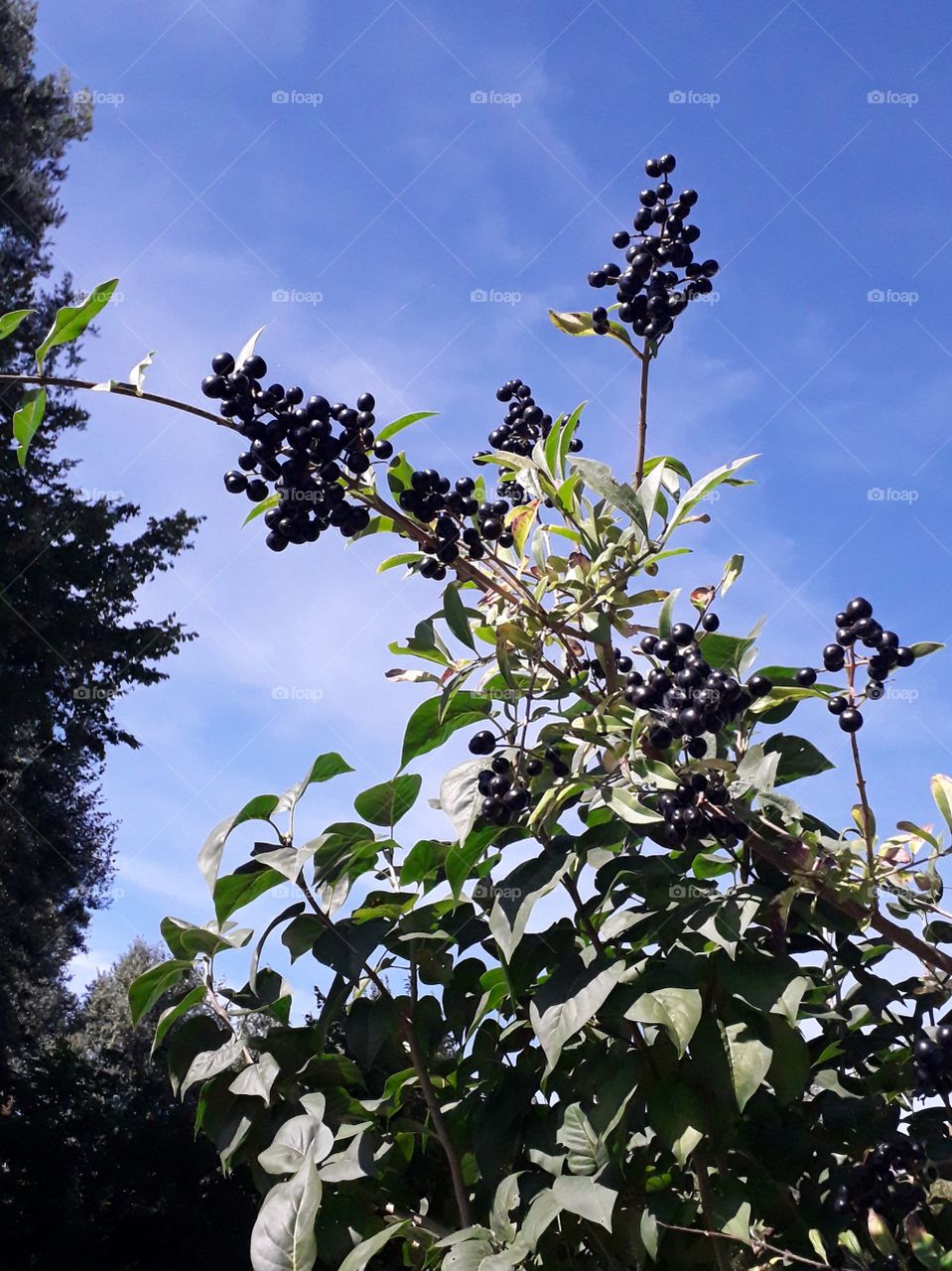 black ligustra berries against blue sky at noon