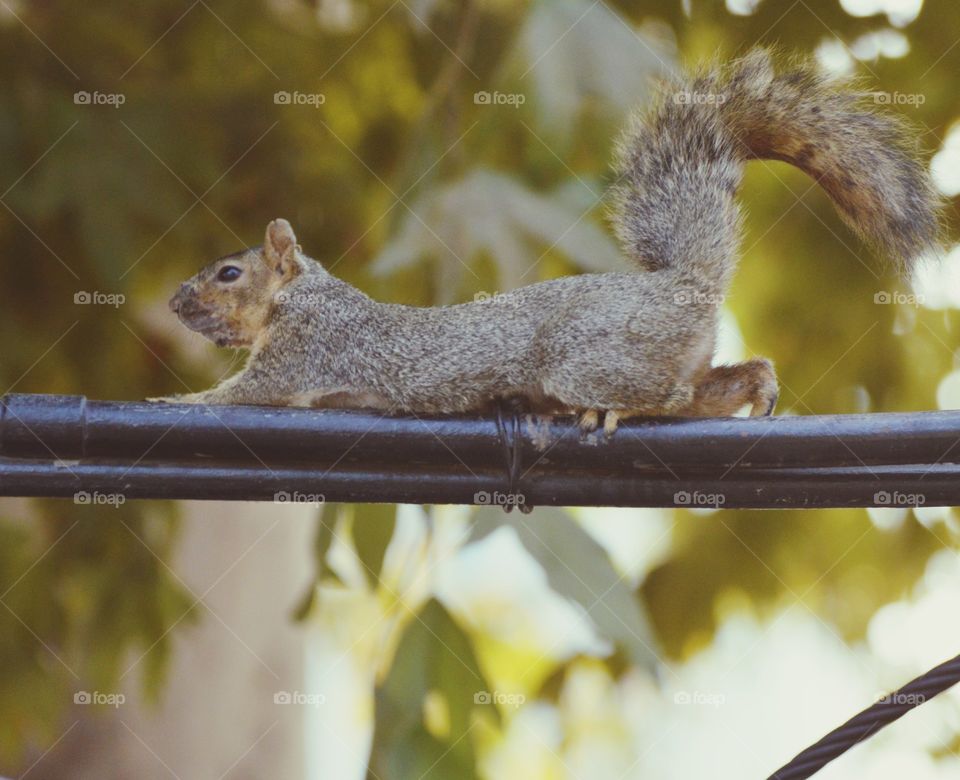 squirrel having a early morning stretch