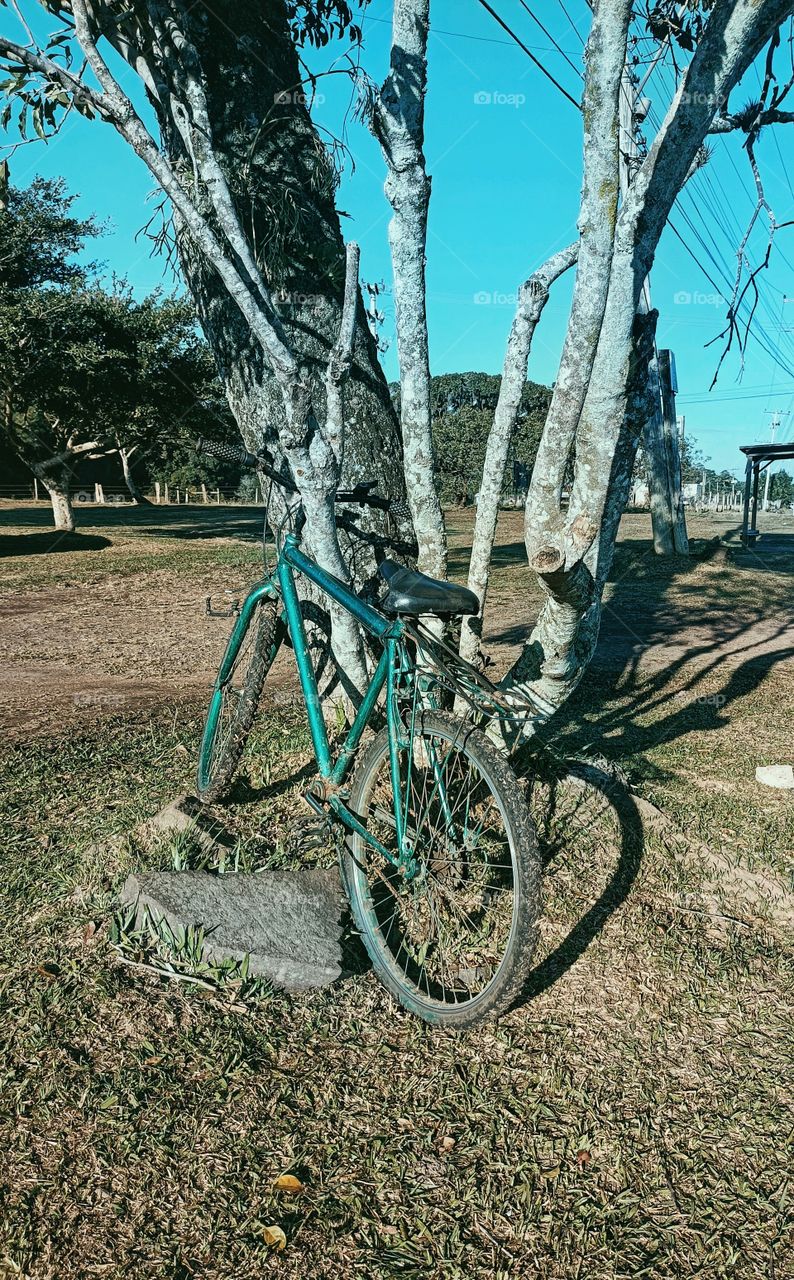 bike in the tree