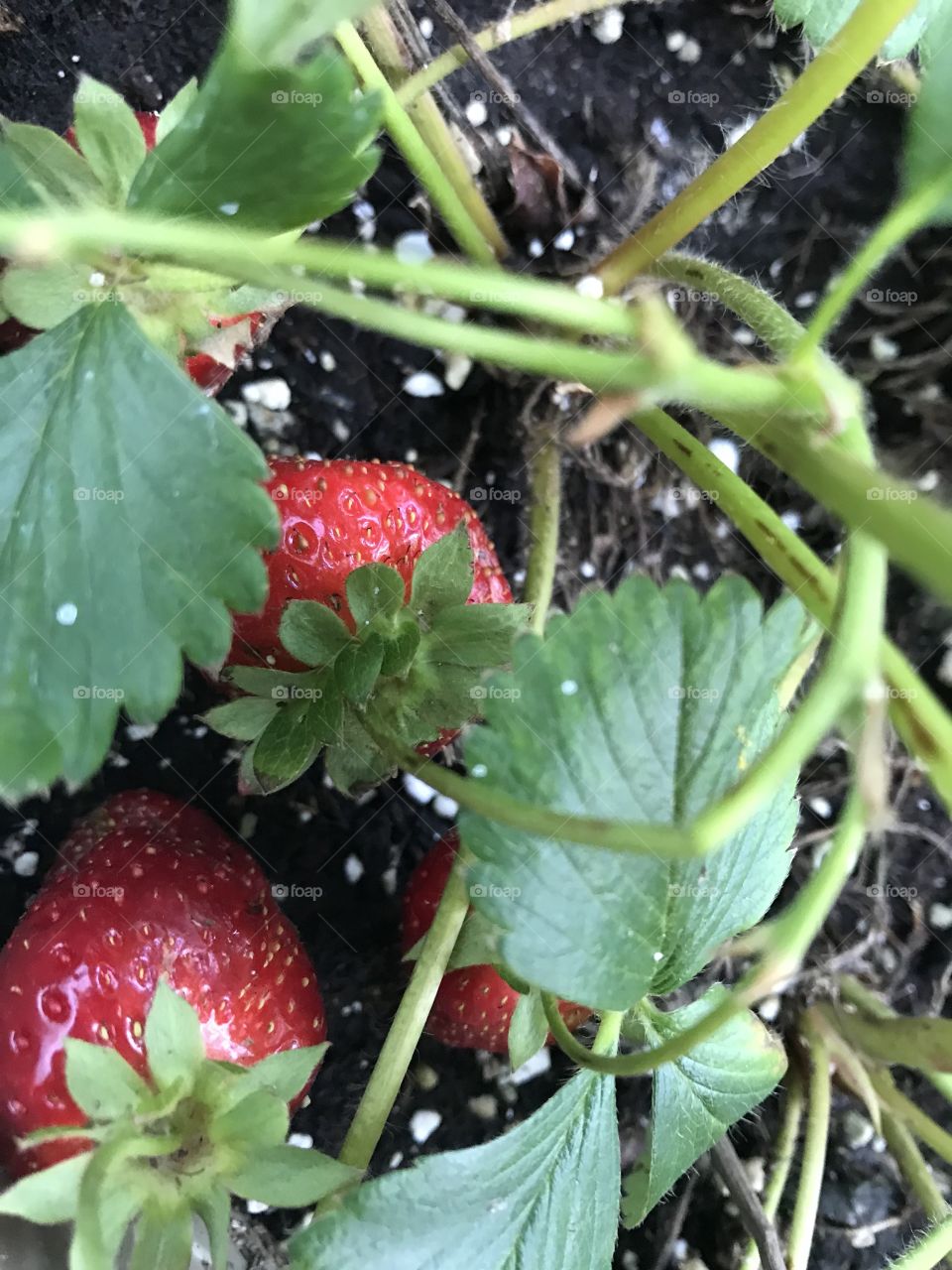Strawberry plant in bloom
