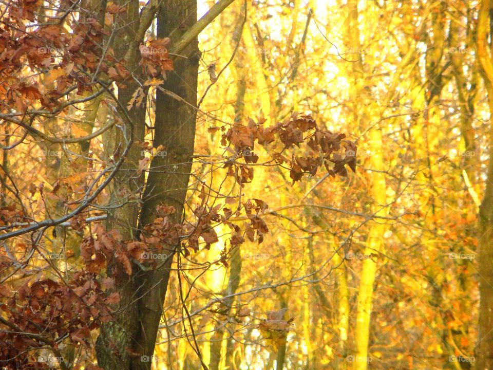 magical forest in Marchiennes North of France