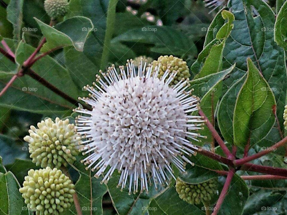 Sweet gum tree