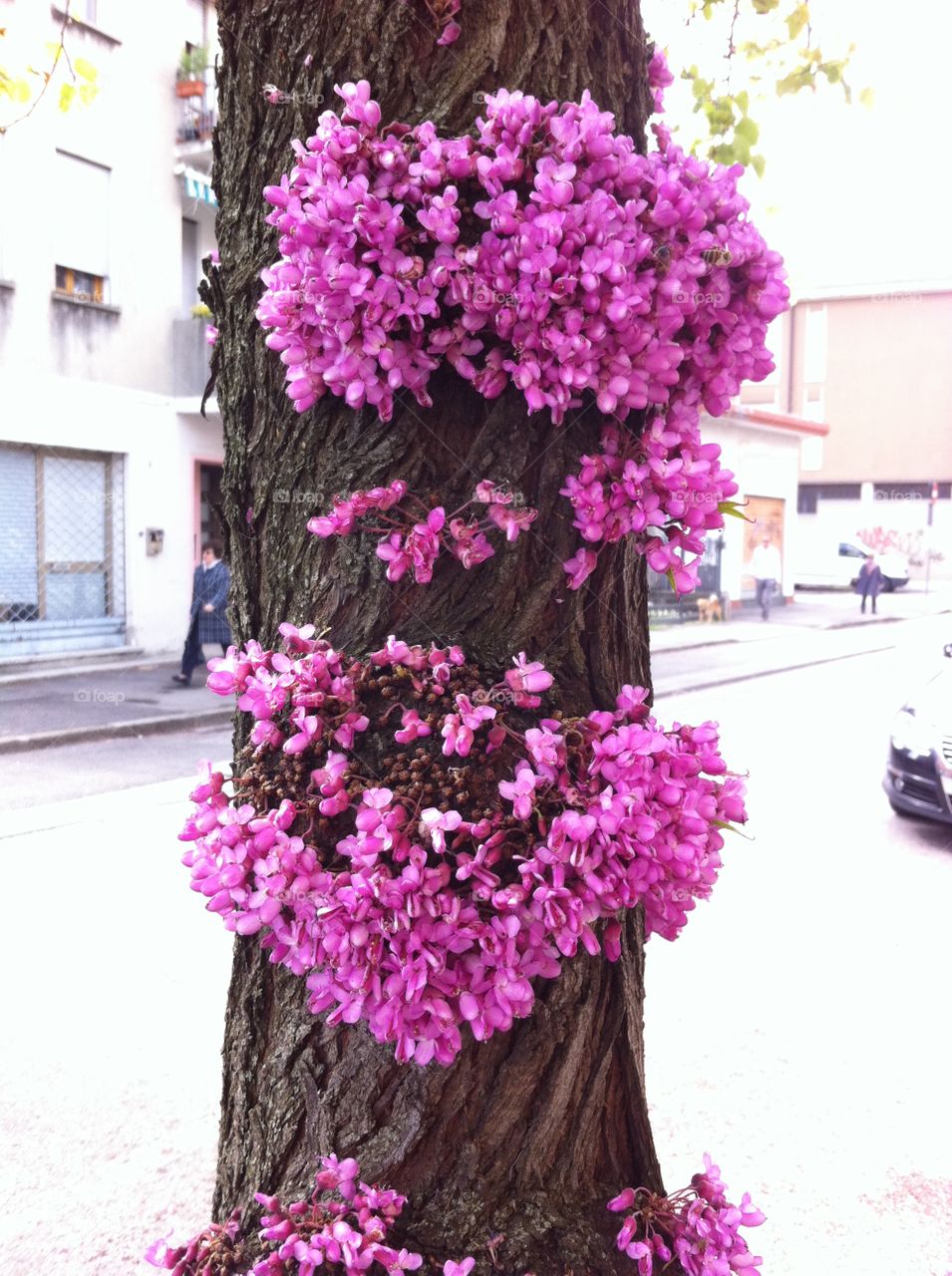 Tree flowers