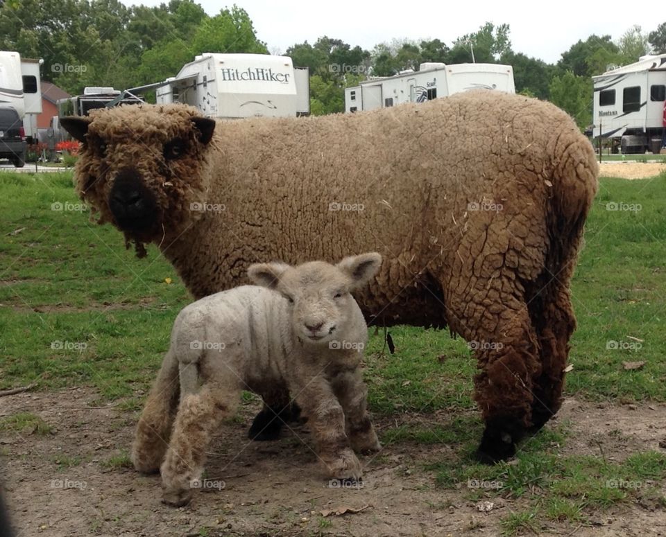 Mother Sheep with her lamb
