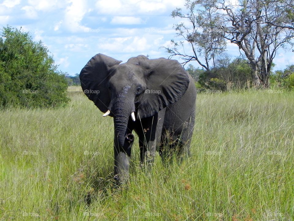 An African Elephant 