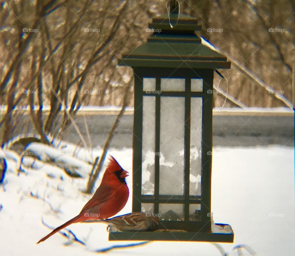 Cardinal