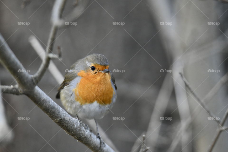 Petirrojo (Erithacus rubecula)-Robin (Erithacus rubecula)
