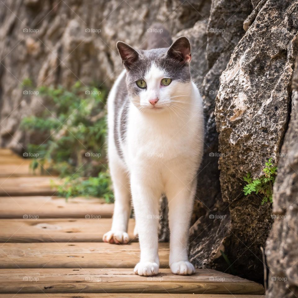 White and Grey Short Fur Cat Beside Grey Rock