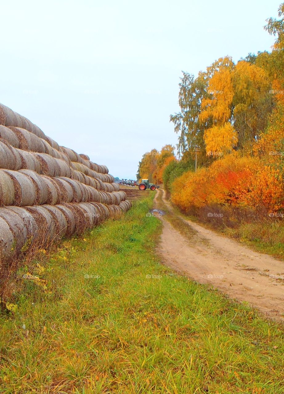 Autumn fields and road