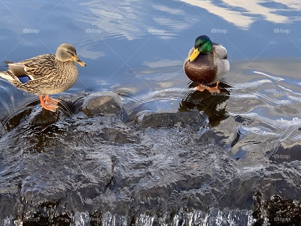 Two Ducks in a Pond