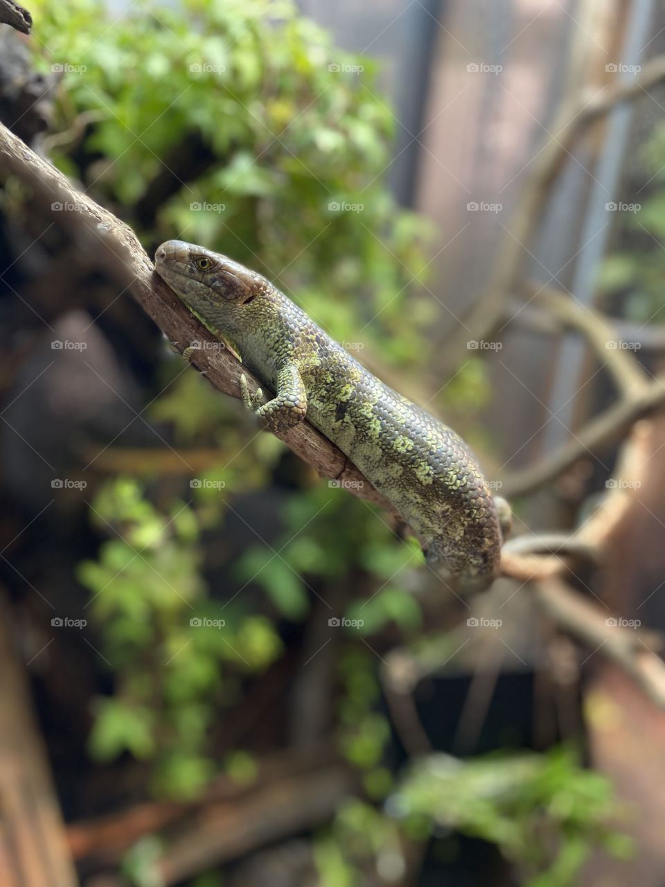 Portrait of a Baby Prehensile Tailed Skink resting on a vine 