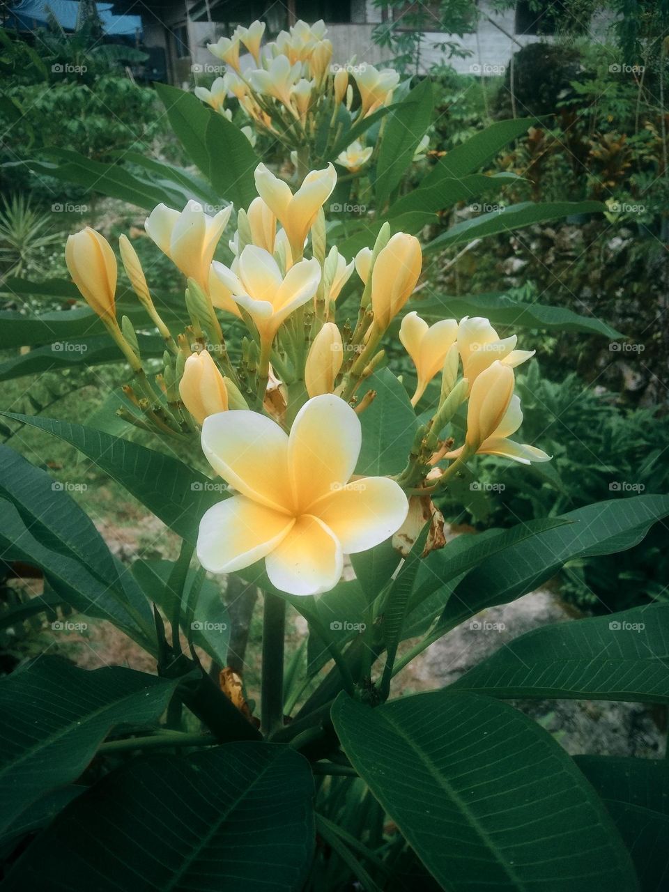 Plumeria Rubra Flower, White & Yellow petals, green leaves ; Captured on March 9th, 2023 - Kesu, north Toraja regency, Indonesia.