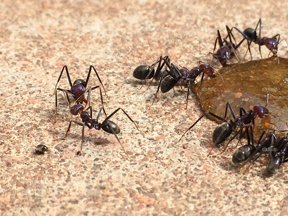 Giant worker ants feeding closeup