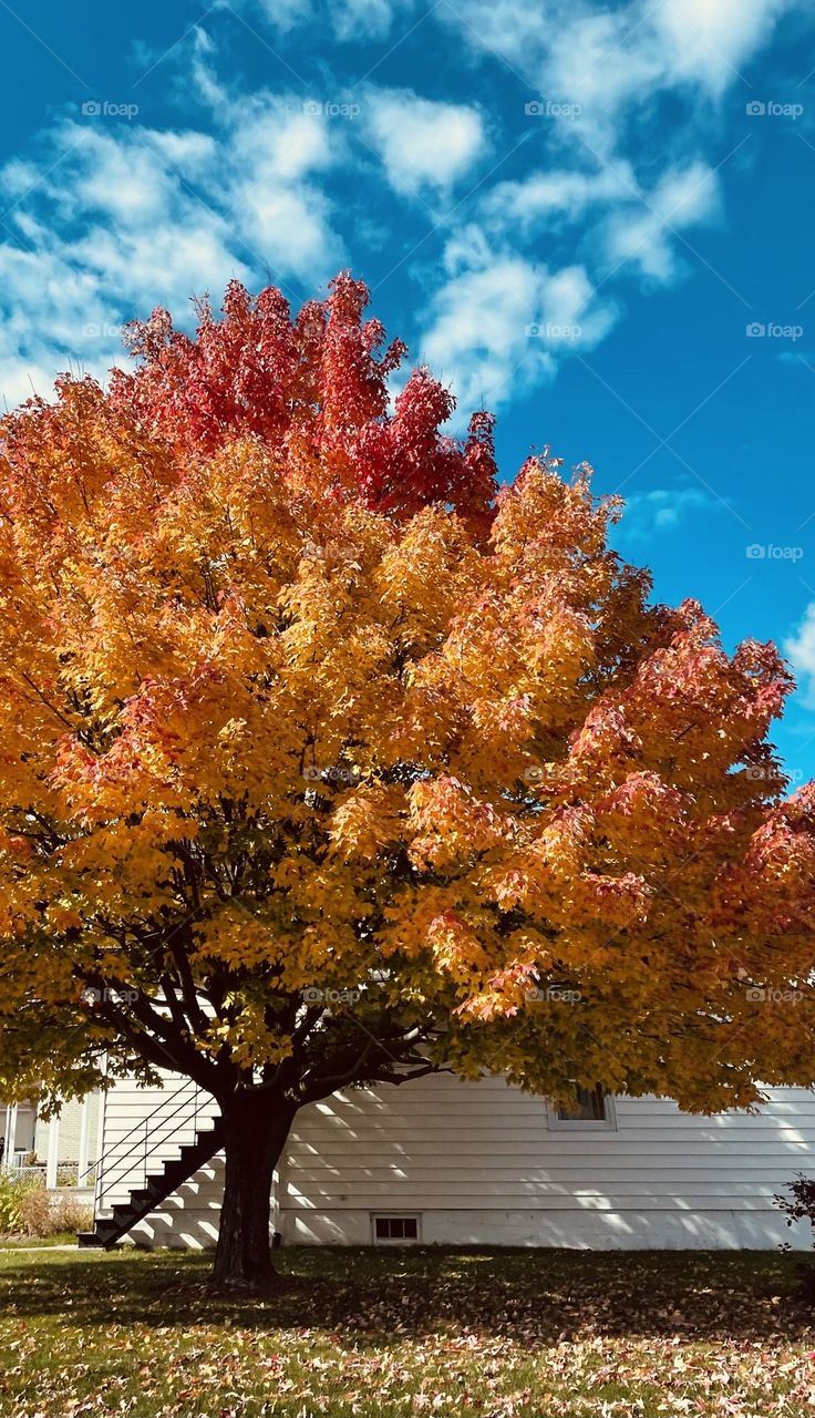 Maple with autumn leaves...