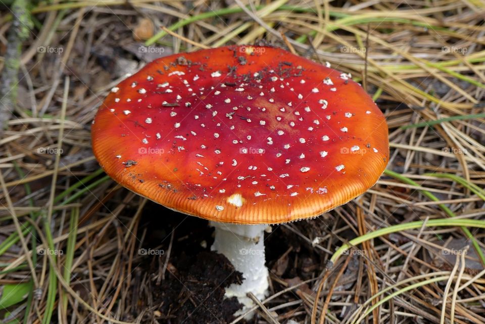 Fly agaric mushrooms 