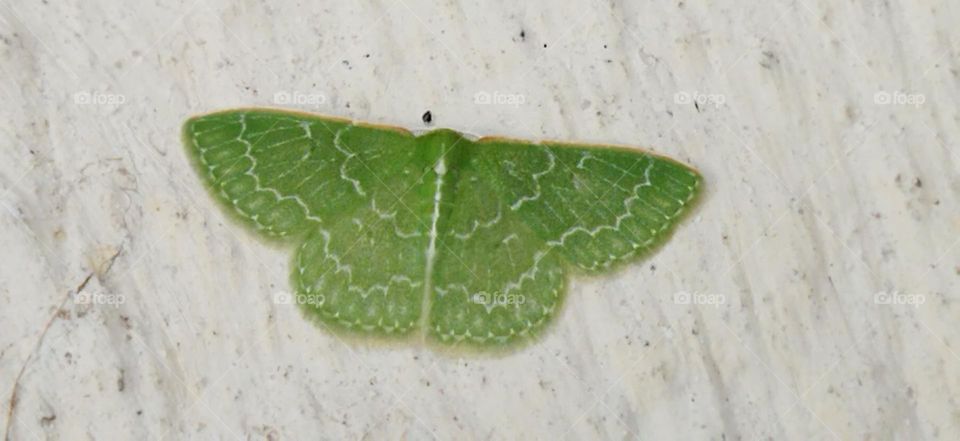 green butterfly