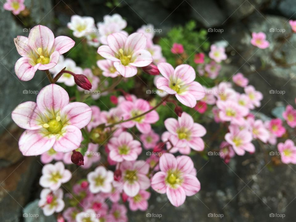 Pink flowers