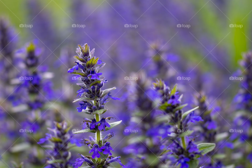 Close-up in a field full of purple flowers