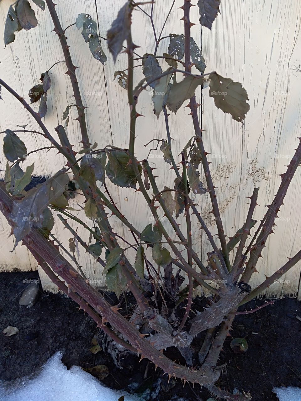 frozen rose in December