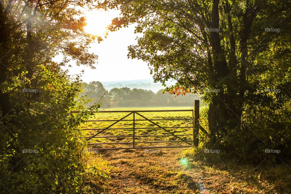 Wooden gate in front of green meadows