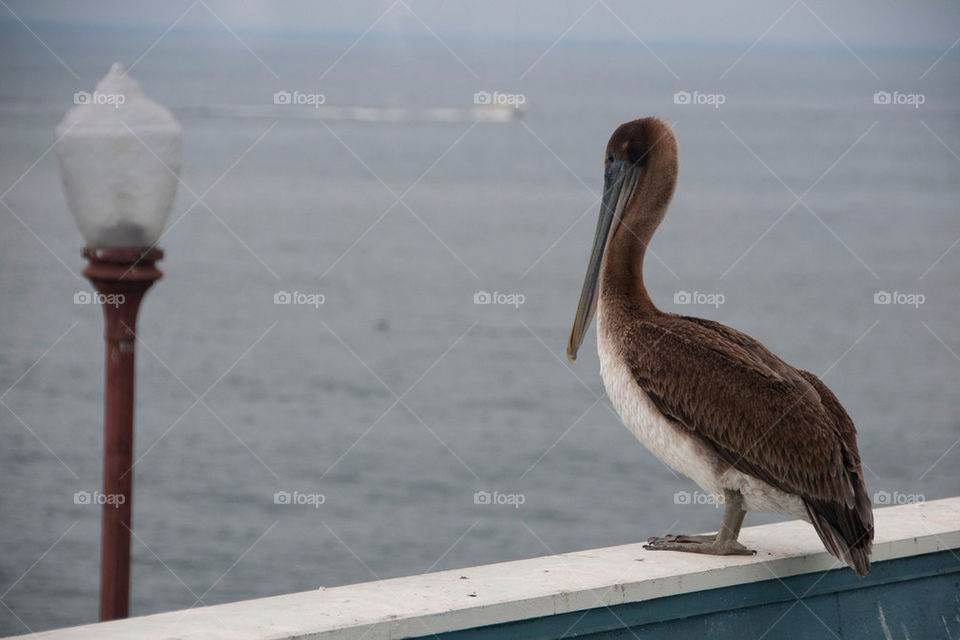 A pelican sitting on the pier by the ocean in California