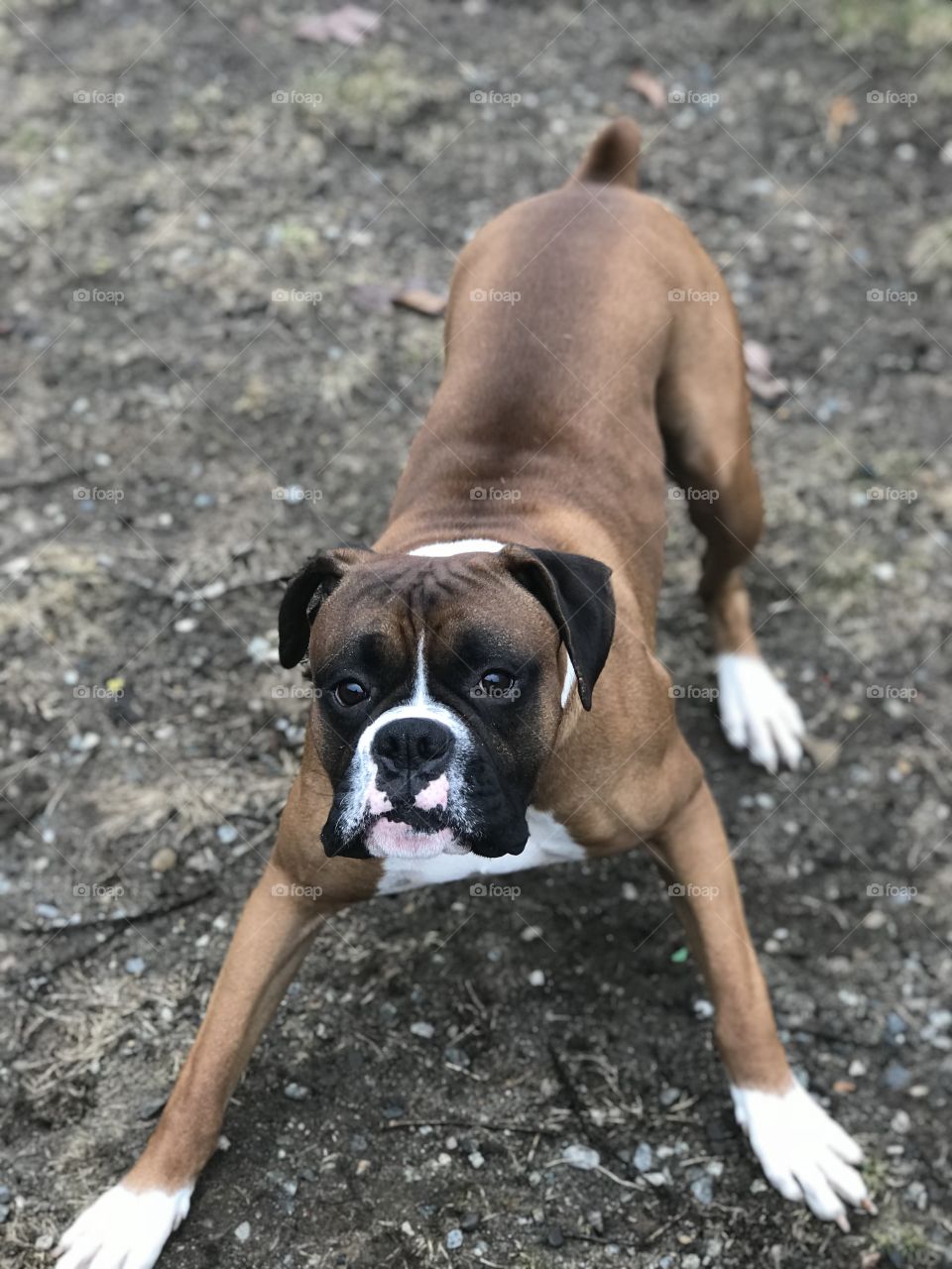Playtime with 2 year old Boxer