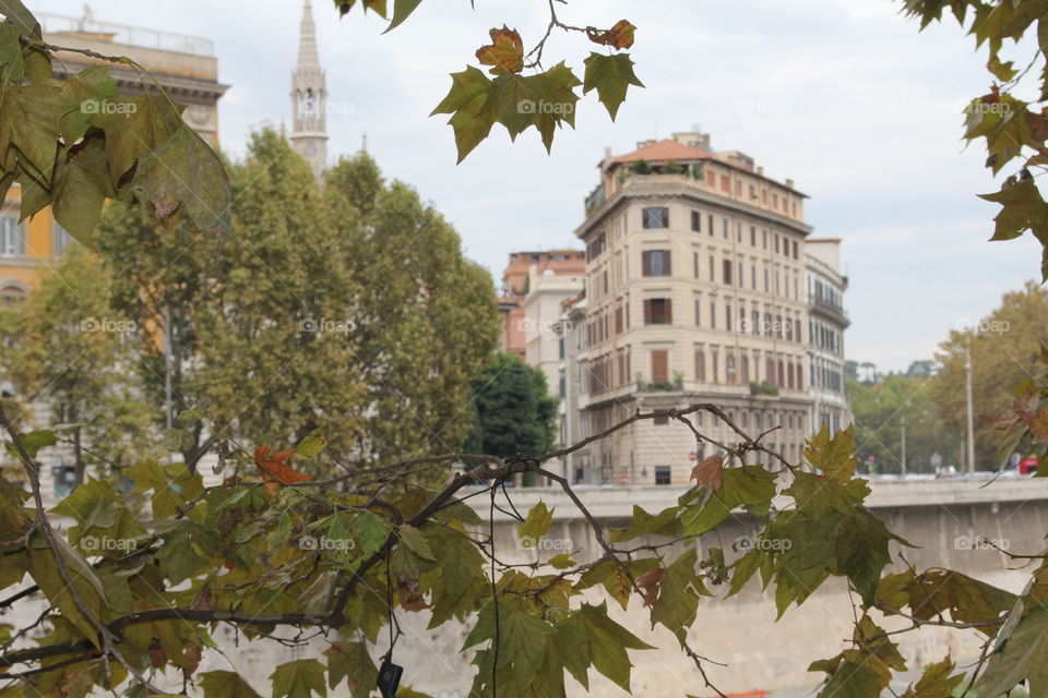 Rome. Trees 