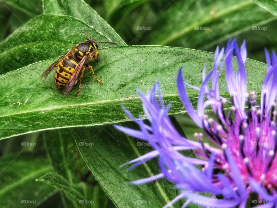 Centaurea and a wasp my garden