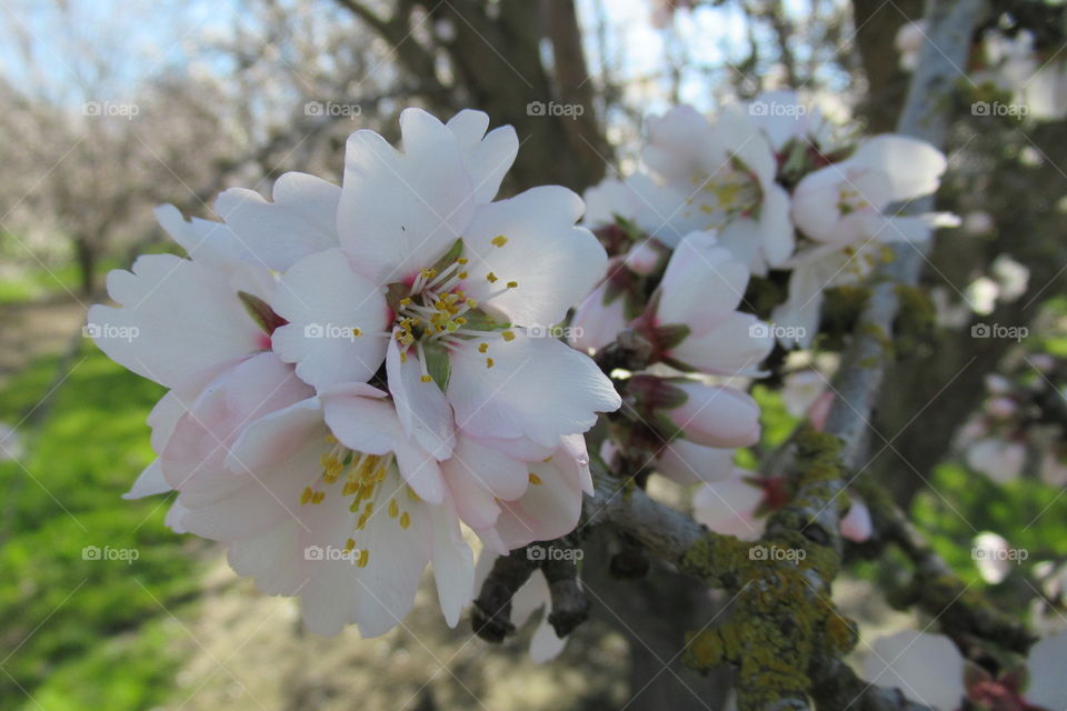 Almond Blossoms