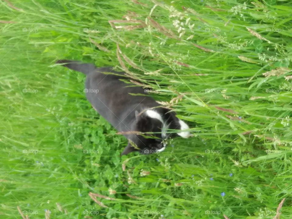 cat walking through a meadow, cuddling to the ears of grass