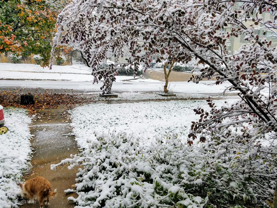 Snowy yard