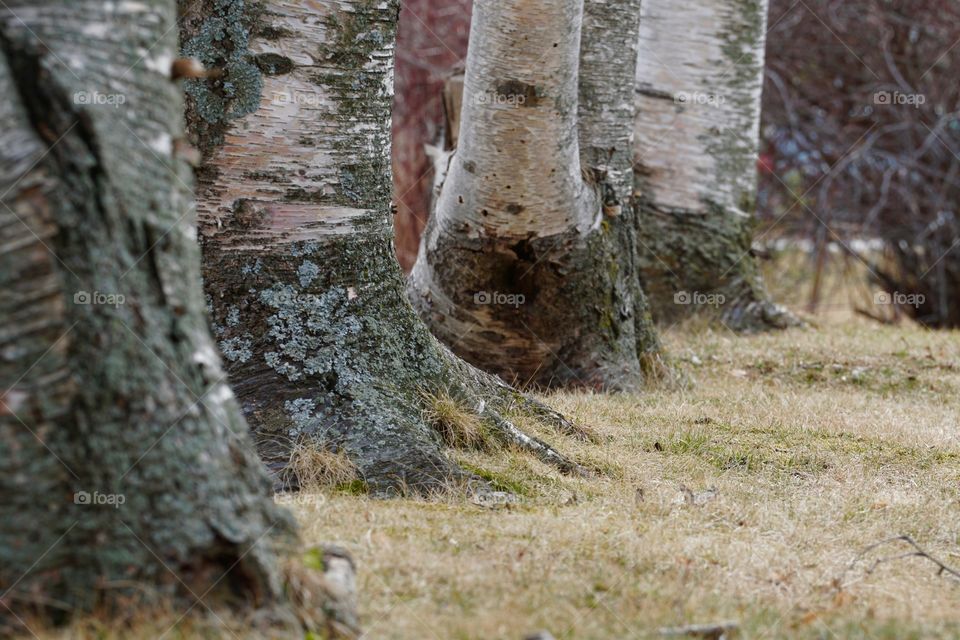 Birchbark 