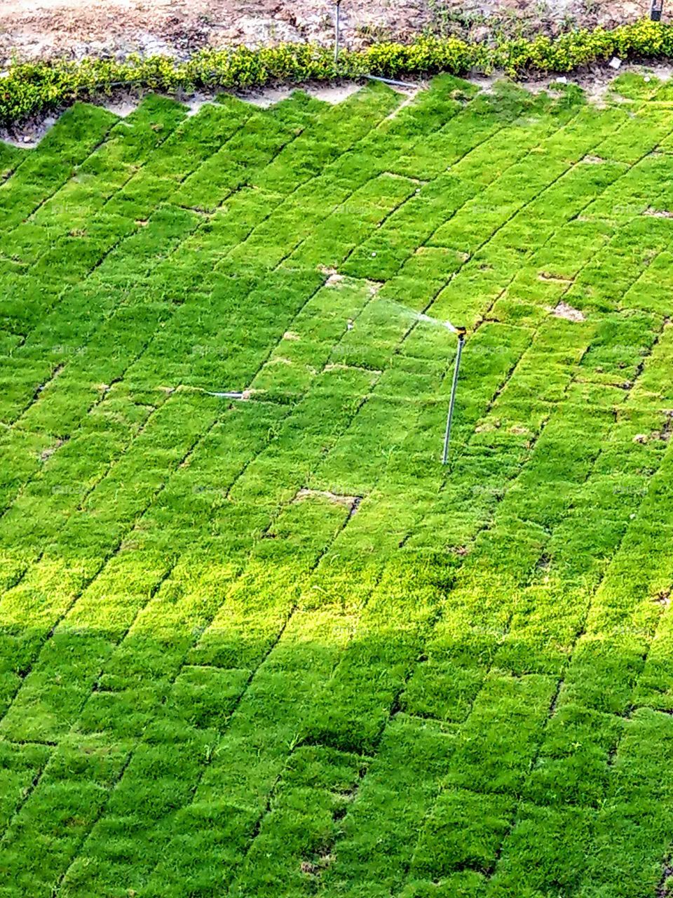 Shapes: Rectangle. newly planted turf.