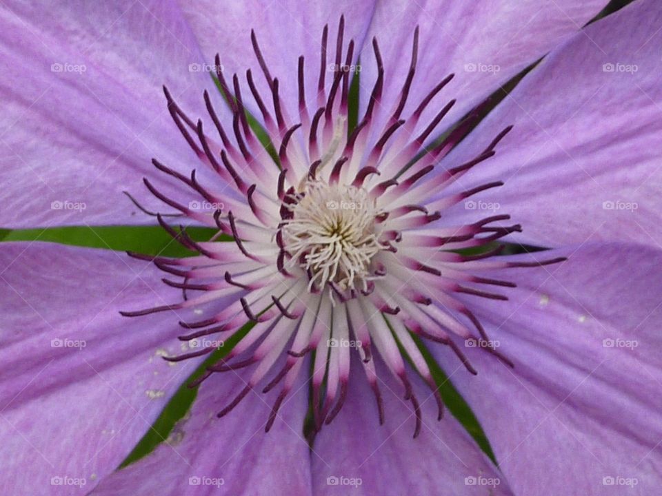 Center of a beautiful purple flower. 