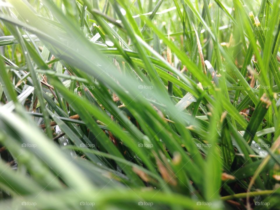 Grass