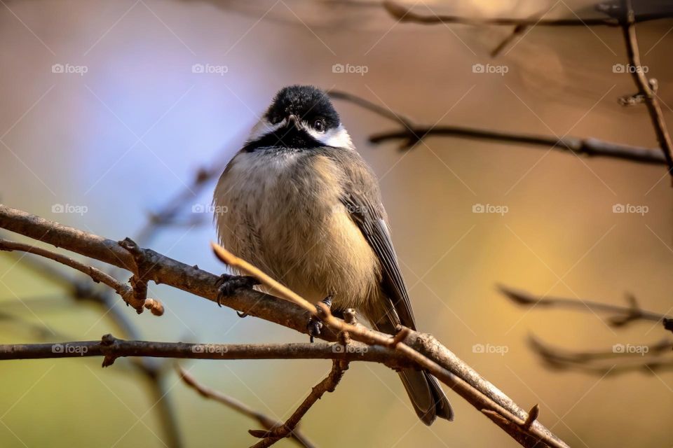 A Carolina Chickadee puffed up an proud.  Apex, North Carolina. 