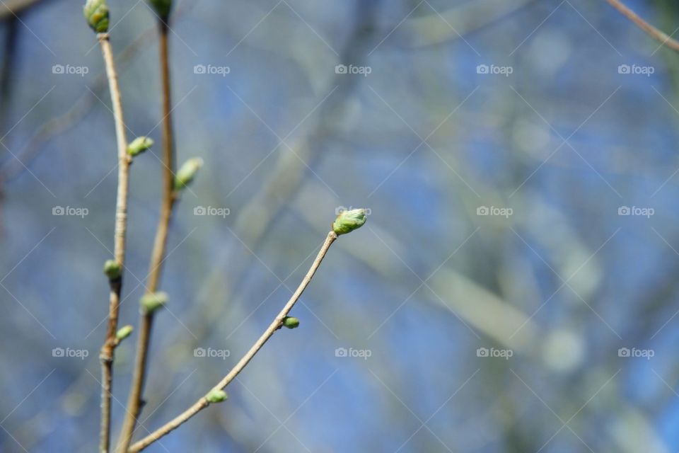 sweden spring tree leafs by mattiasbj