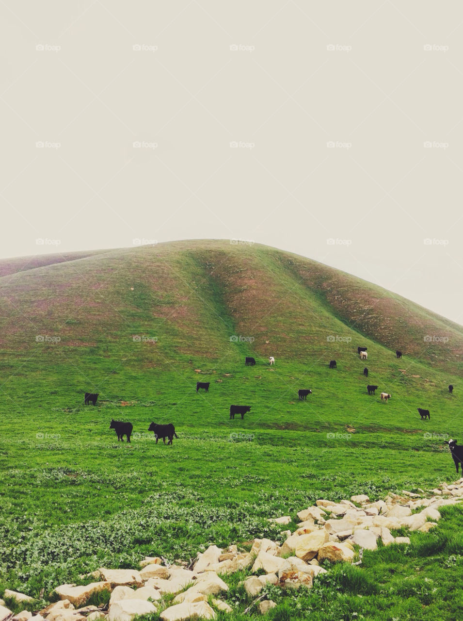Several cows on a grassy hillside.