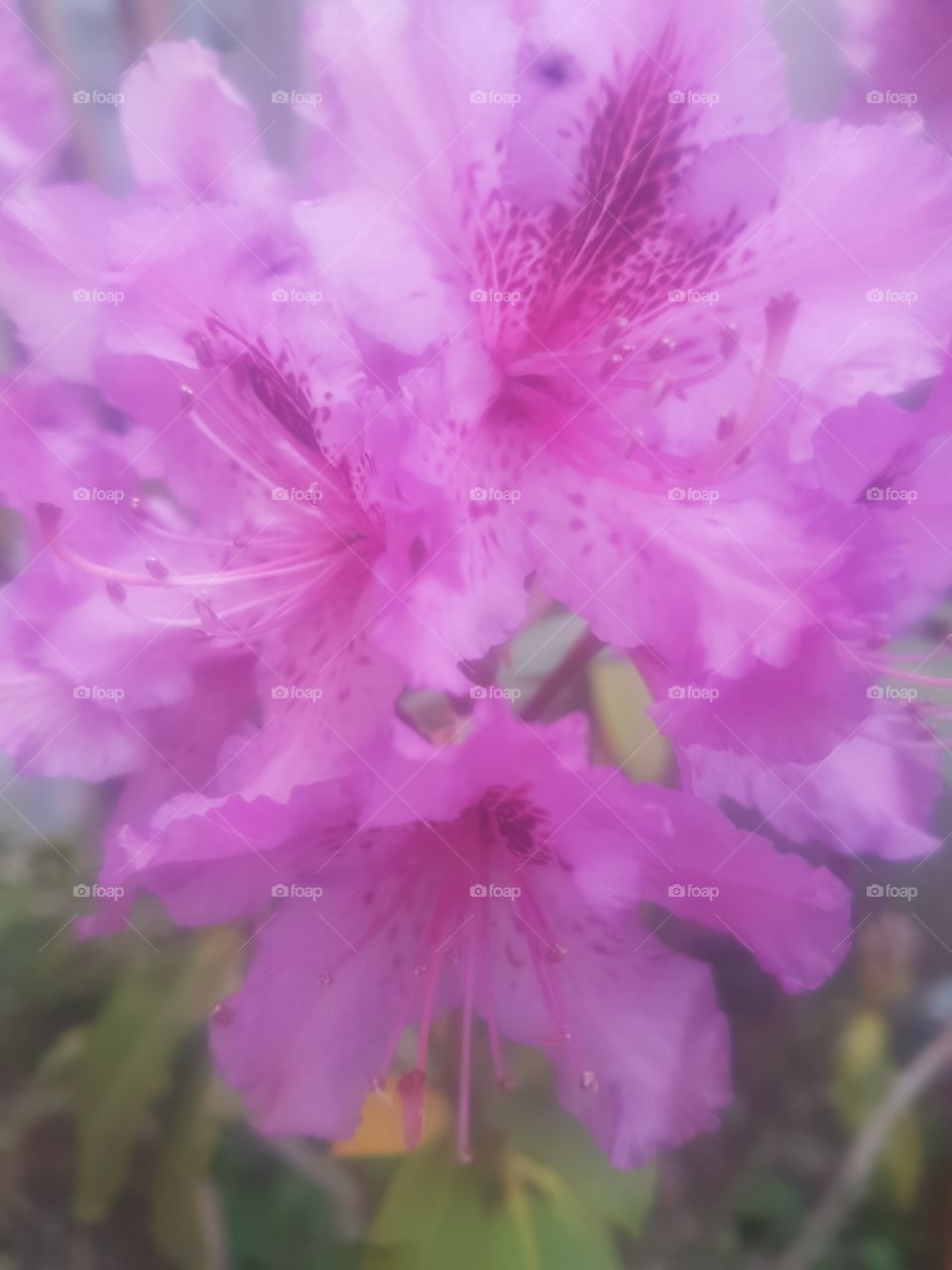 Hermosa flor en lo natural de la planta un diseño maravilloso