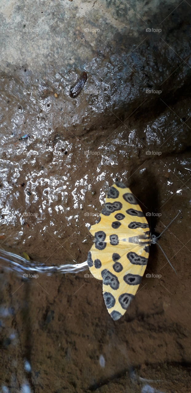 colorful butterflies