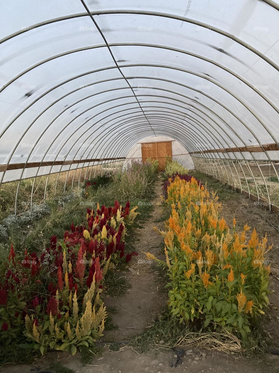 Walk More. Go to more Farms. 