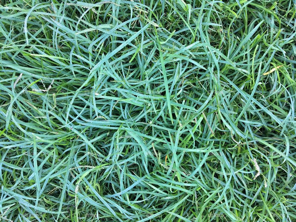 Green Grass Texture 