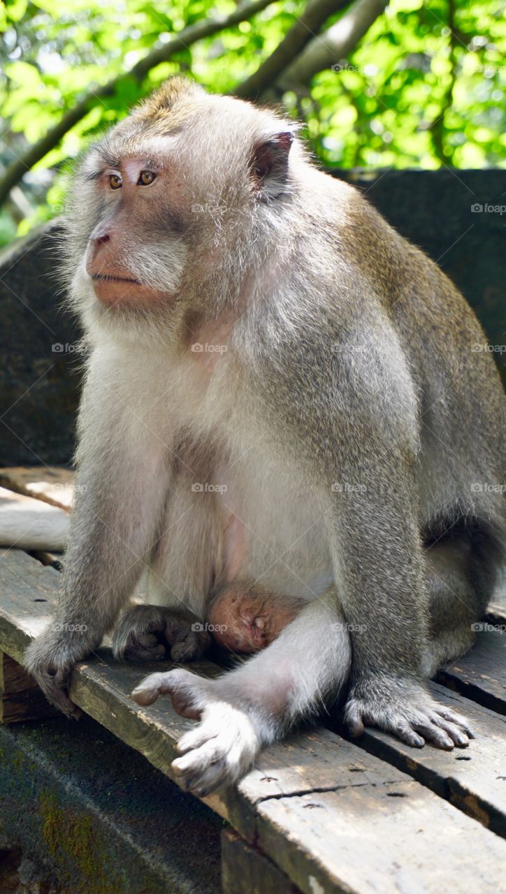 Bali monkey forest