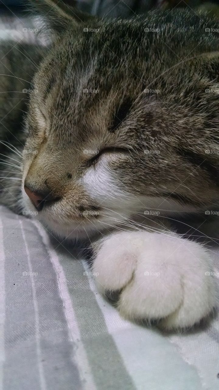sleeping kitten