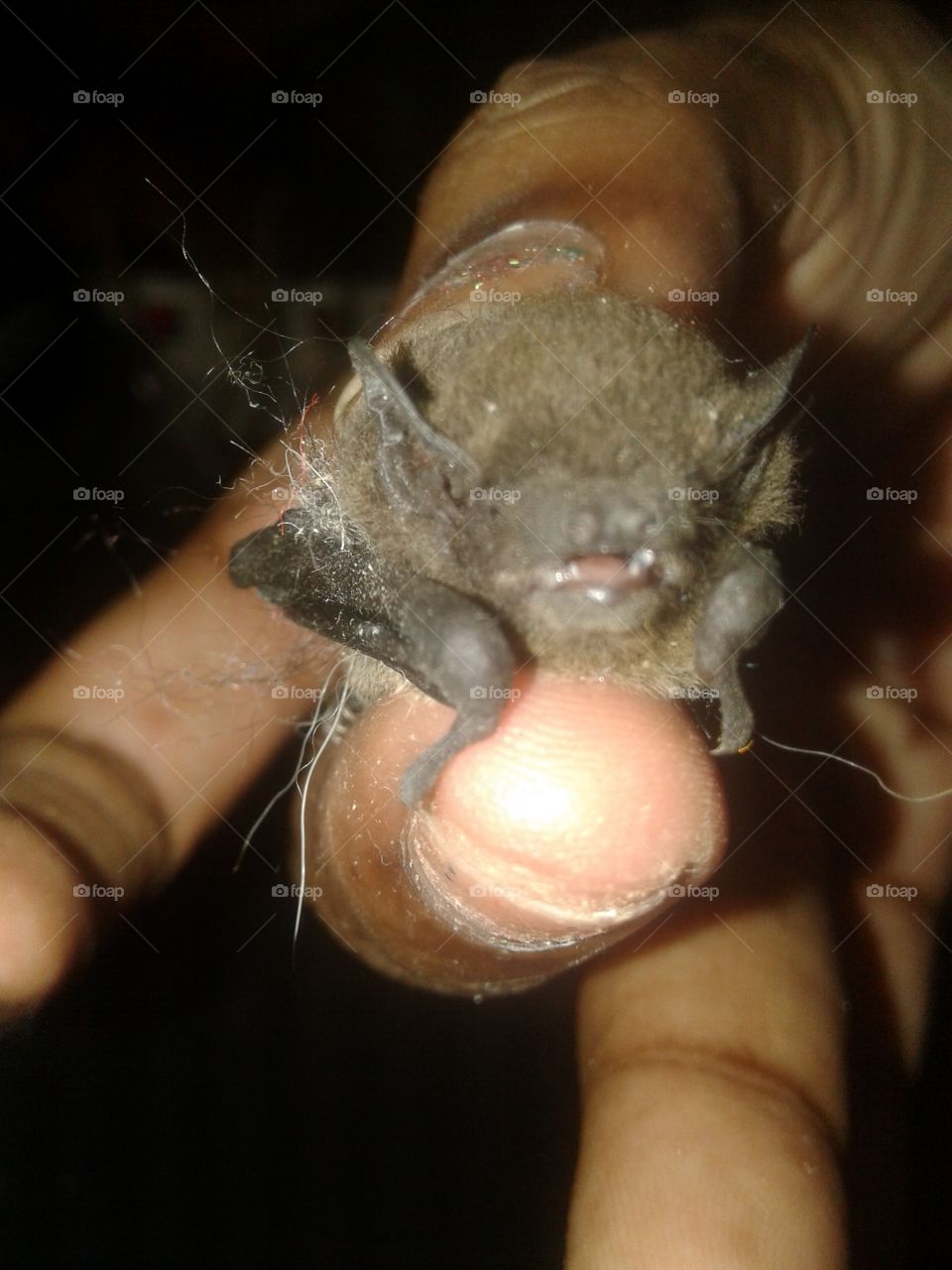tiney bat. God creation. nature beauty